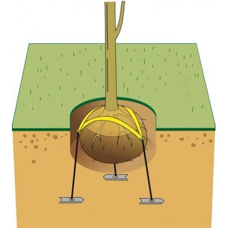Système d'ancrage de motte Système d'ancrage de motte