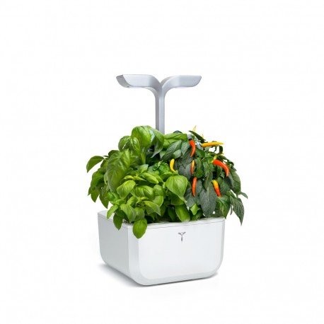 Potager d'intérieur EXKY Classic White Véritable Potager d'intérieur EXKY Classic White Véritable