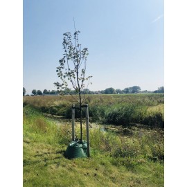 Sacs D’arrosage Pour Arbres 20 Gallons – Irrigation Goutte à Goutte Lente, 6-8h – Lot De 4 – PVC Résistant UV