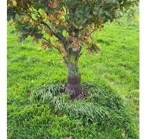 Watayo Protection de tronc d'arbre en maille de 6 m – Protection contre  l'écorce d'arbre – Filet de protection flexible pour arbres contre les