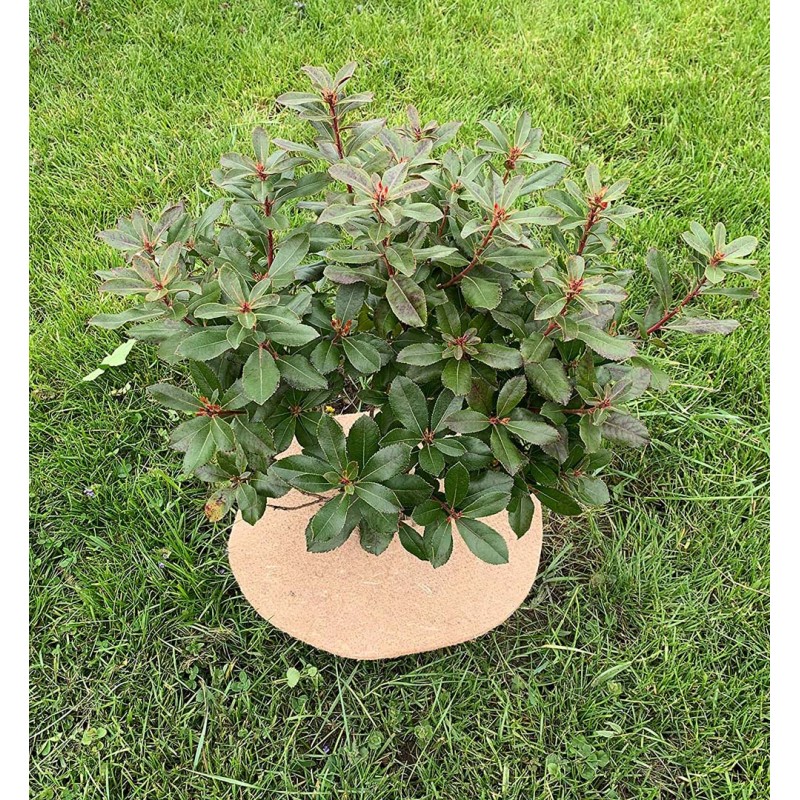 Disques De Paillage En Jute Naturel - Lot De 10 - Ø 16cm - Protection Plantes Contre Gel Et Chaleur