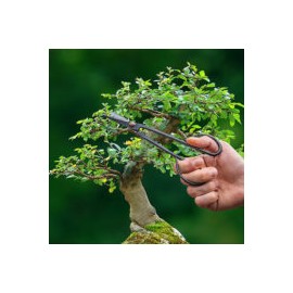 Ciseaux pinceurs pour bonsaï